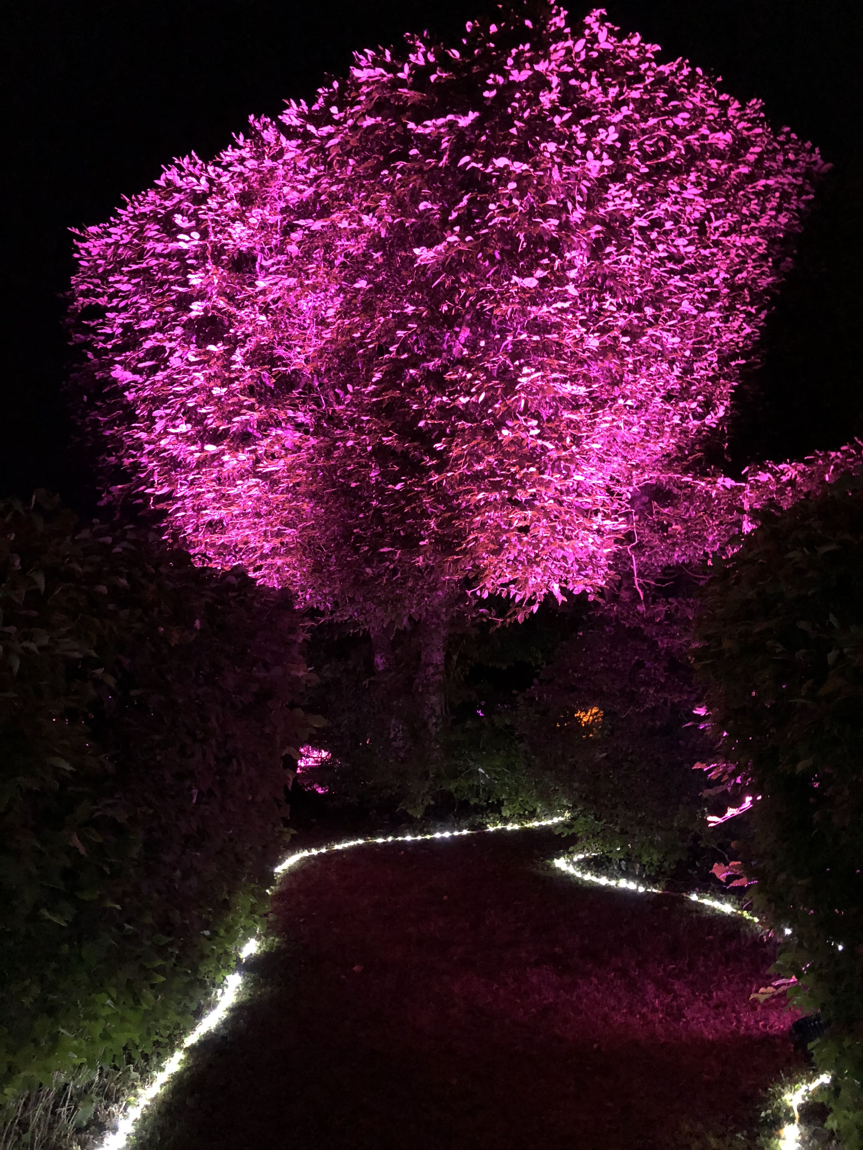 Photo d'un éclairage dans des arbres